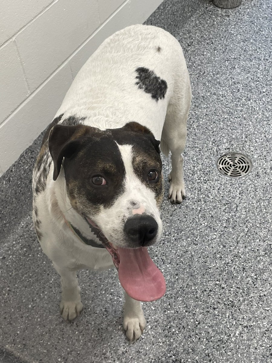 Last night our officers helped a resident who had found a very friendly dog with no owner in sight. Is this your good girl? She’s now with our colleagues at New Westminster Animal Services. Please reach out to them at 604-519-2008. 🐶newwestcity.ca/services/anima… #NewWest