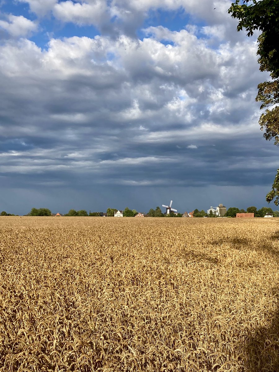 Erichshof's tweet photo. 20,3 mm in 15 Minuten. Alles wieder klitsch nass und wir bangen um die Qualitätsparameter für Brotweizen. Die Quellfähigkeit vom Mehlkörper im Korn sinkt. https://t.co/2qqfeX8ti6