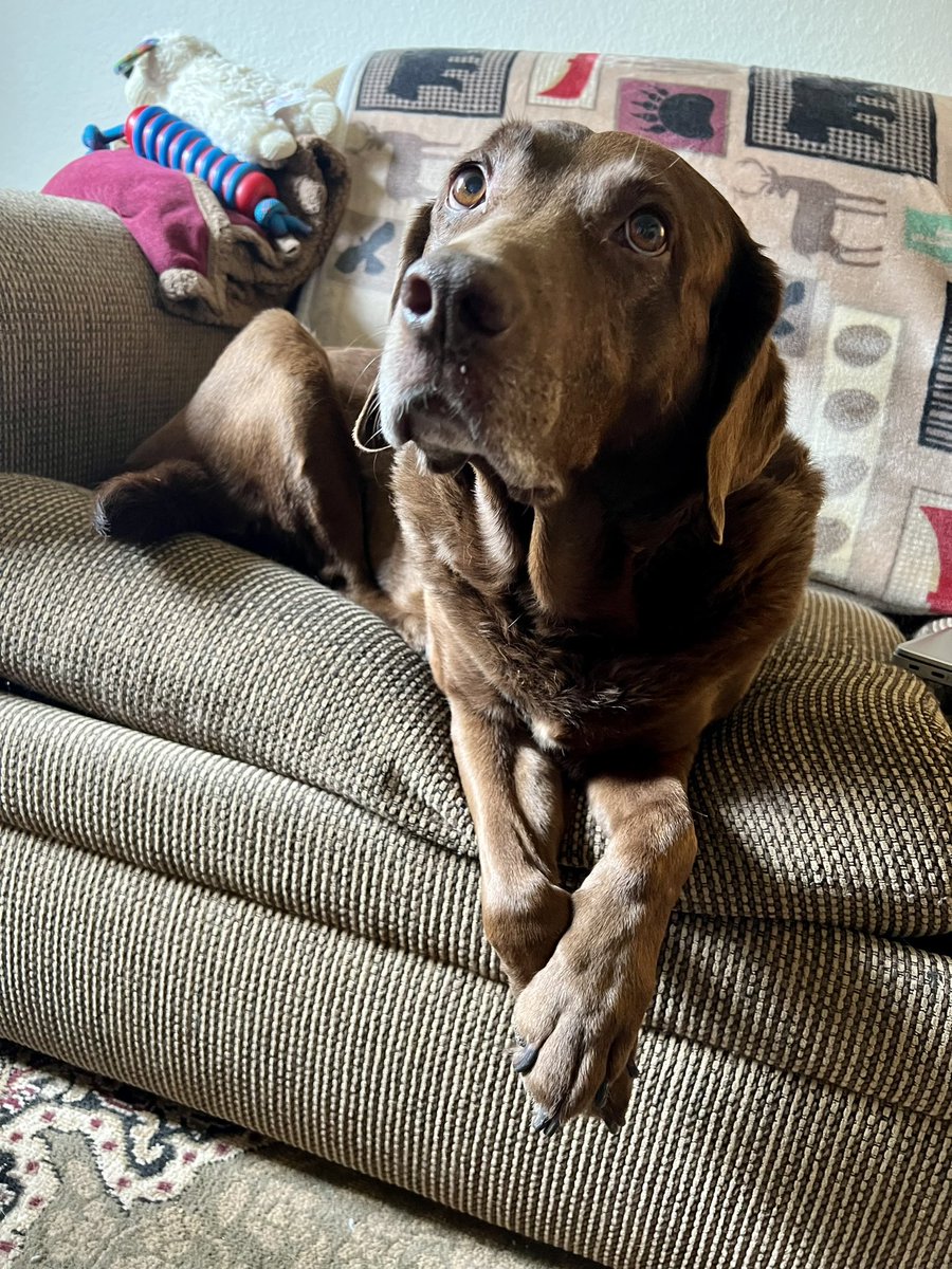 🤎🤎 Please send me some followers.
Here’s my bio:
My name is Abbey and I’m 11.5
I just lost my best friend of nearly 9 years 💔
Mom is trying her best to help me.
My brother Jake &amp; I did social media together; taking photos &amp; videos always.
Now I take photos alone. 😞
It’s not