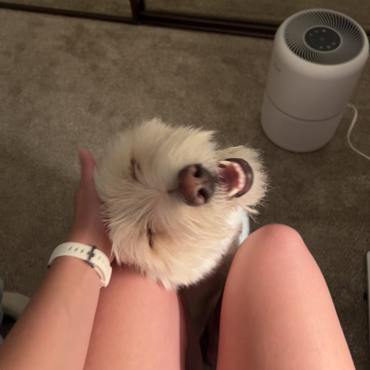 mchoving's tweet photo. look at this cheese ball 🥰😍🥰😍 https://t.co/AGgTnqiTxo