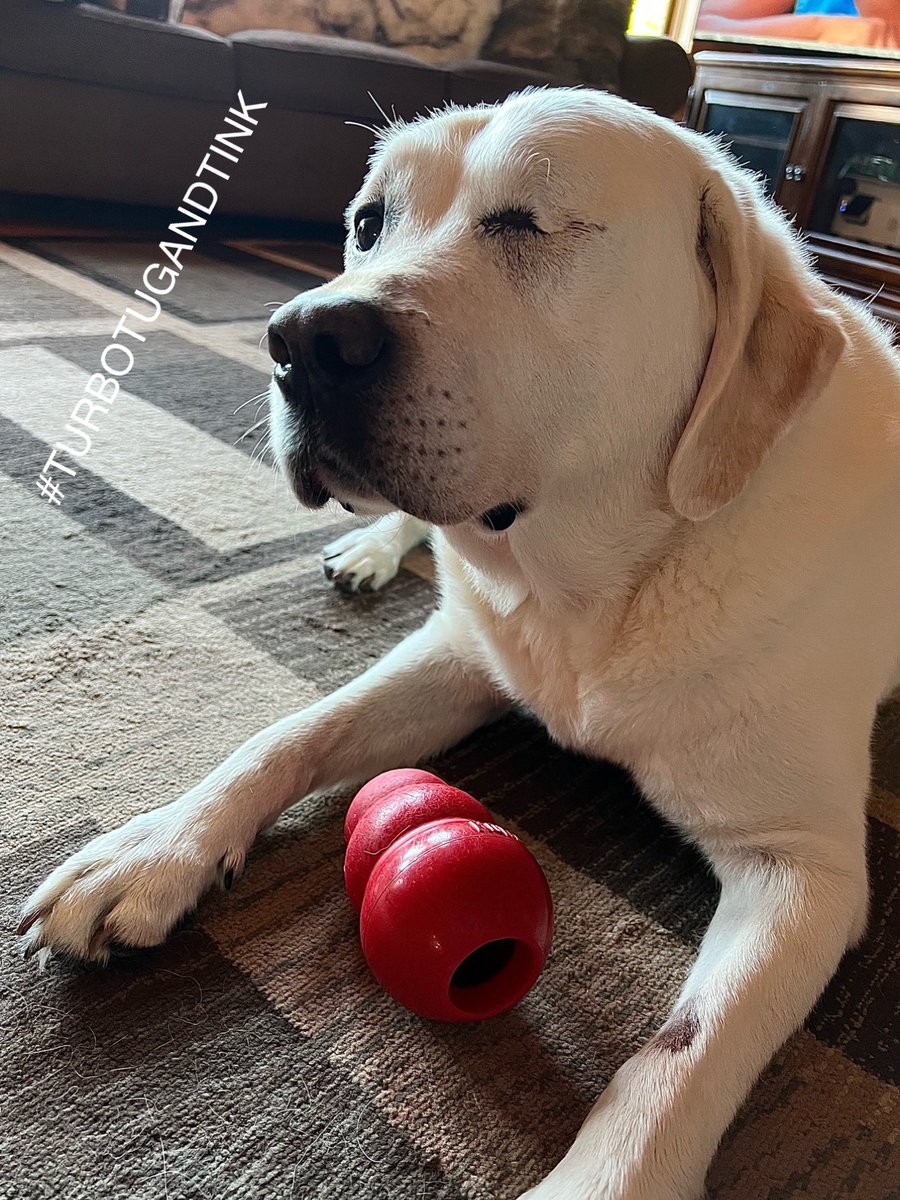 Turbo🌈 Tug🐕‍🦺 Tink🐕‍🦺 & Thump (The 3 T’s) tweet media