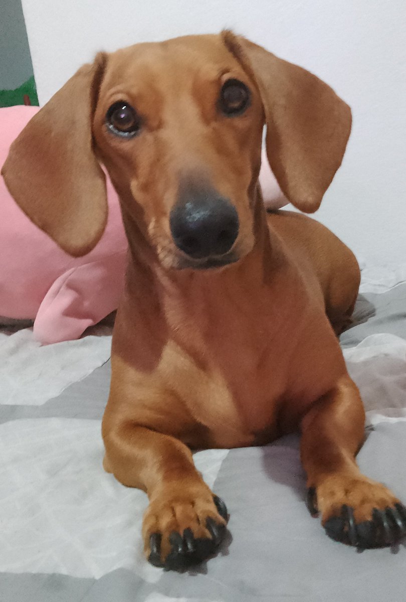 Andy85134250's tweet photo. Ella es mi perrita Aisha
Todos digan "hola Aisha" https://t.co/lKNKUPwNQE