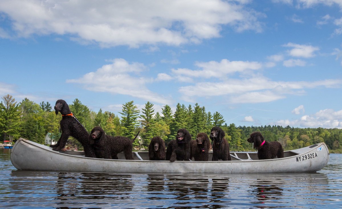 IWSAmerica's tweet photo. Irish Water Spaniels on a Canoe
Photograph by Jeremy Kezer
#IrishWaterSpaniel #IWSCA #DogsOfTwitter #RareBreeds #HappyDogs #Dog #Spaniels #DogsOnABoat #DogsInACanoe #BoatTrip #CanoeRide #LotsOfDogs #GroupMeeting @TheDogist @YourDog @WeRateDogs @Dogs_Lovers @jeremykezer https://t.co/hf1IAz5IrW