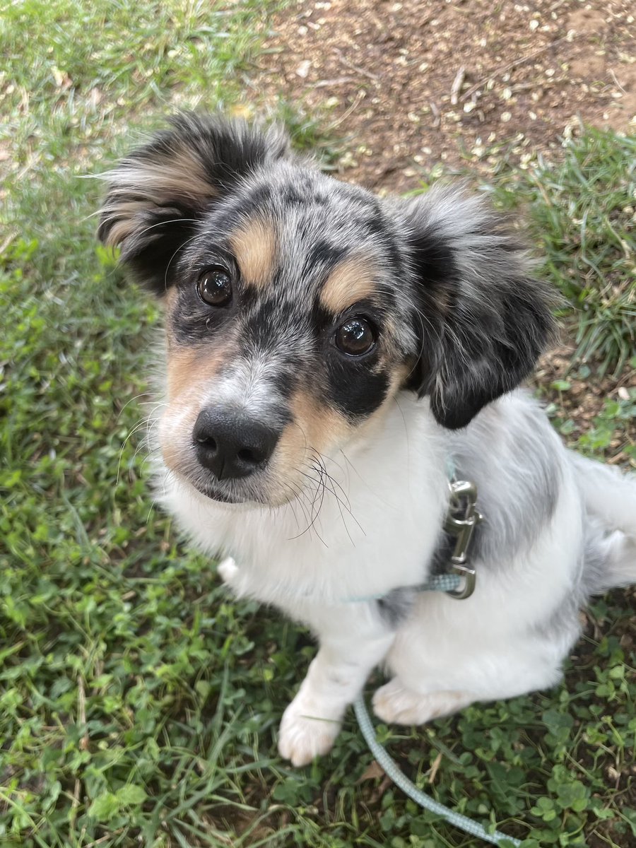 iudeb's tweet photo. @Phil_Sledge My grand dog Ivy❤️ https://t.co/Fsgz9L8c95