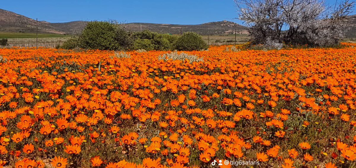 toursix2's tweet photo. We offer a 8 Day Namaqualand Flower Tour . Starts and en in Johannesburg 
Contact us on +27832730632
WhatsApp 
info@bigsixtoursafaris.com #Travel #Traveler #bigsixtoursafaris @toursix2 https://t.co/WxsMFNAShc