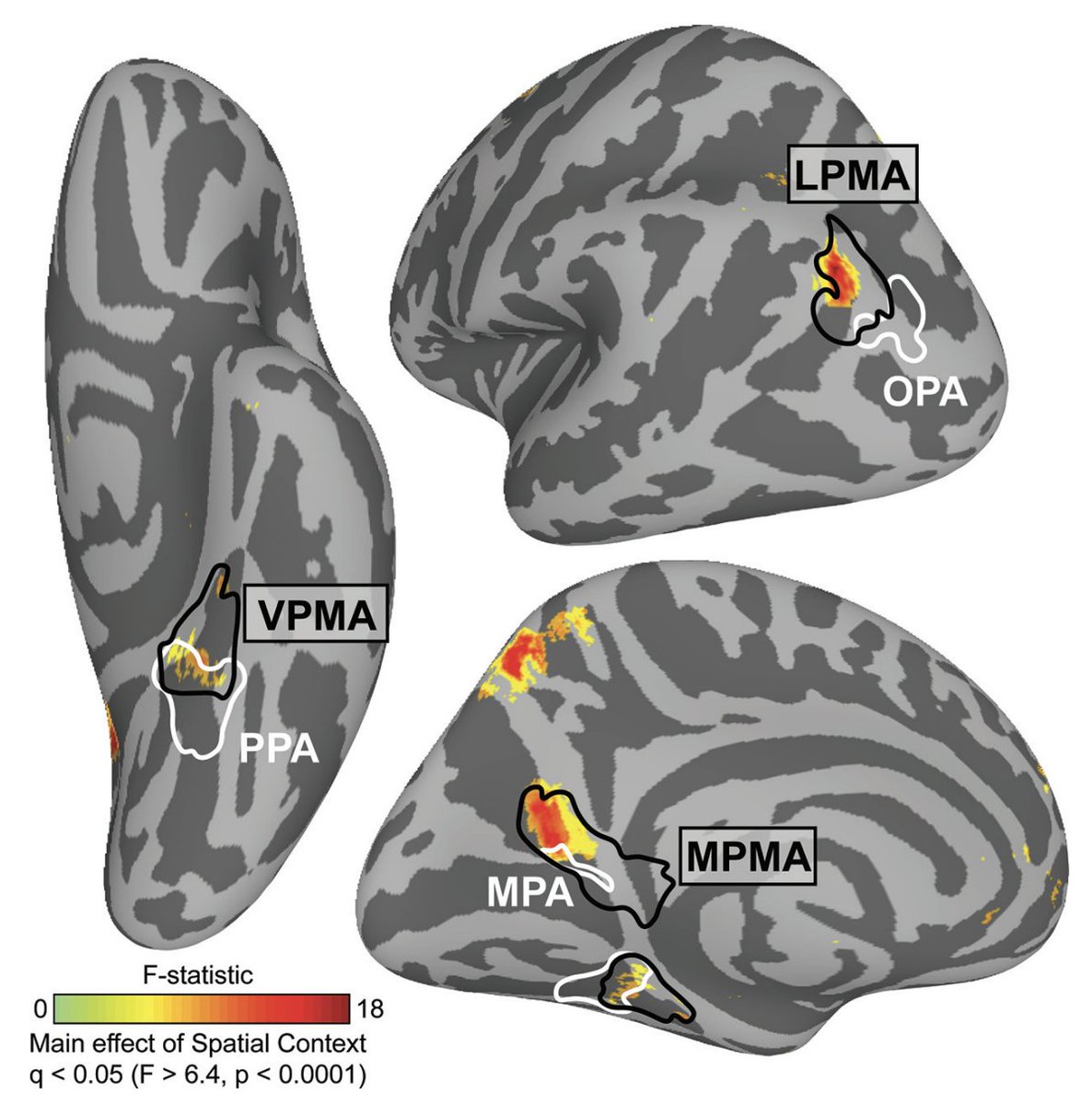 New paper in @SfNtweets jneurosci.org/content/43/31/… We find that memory for visuospatial context is processed anteriorly shifted from brain areas that perform visual scene analysis (OPA, PPA, RSC/MPA). w @RobertsonNeuro, @annamynick, and Brenda Garcia