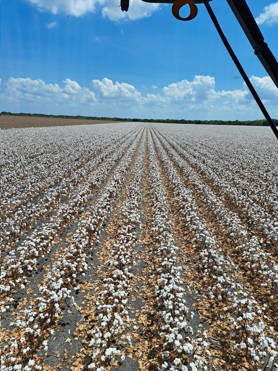 Phytogen 415. Saved the best for last. <a href="/PhytoGenCotton/">PhytoGen Cottonseed</a>