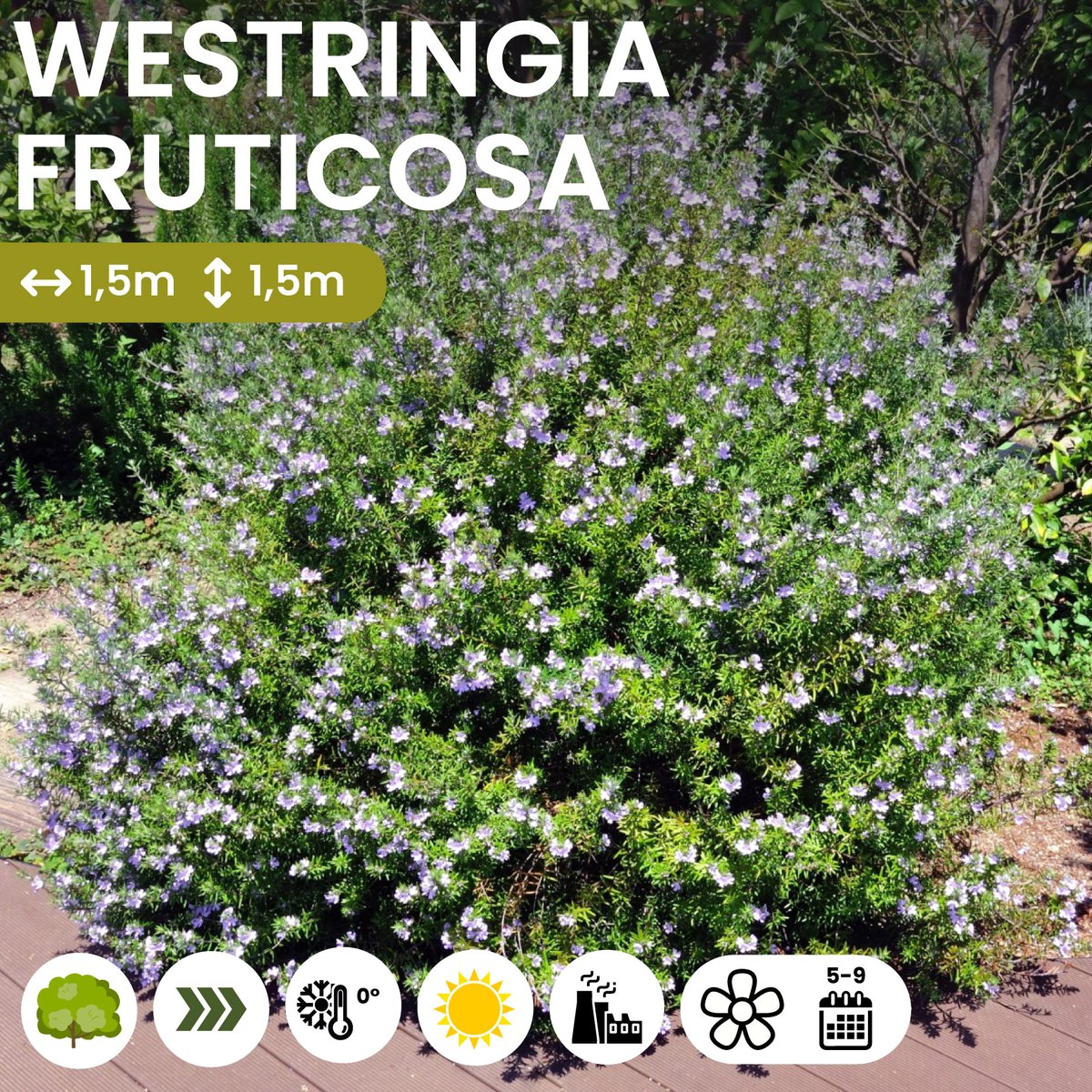 vivaimgf's tweet photo. Arbusto simile al Rosmarino originario dell'Australia. Fiorisce in primavera e in estate con fiori bianchi, le foglie sempreverdi ad ago sono grigie. Resiste alla siccità e alla salsedine, si coltiva bene anche in vaso.

Scopri di più https://t.co/U76cYXqX0j
#VivaiMGF
#MGFpiante https://t.co/qeFp4I3x4F