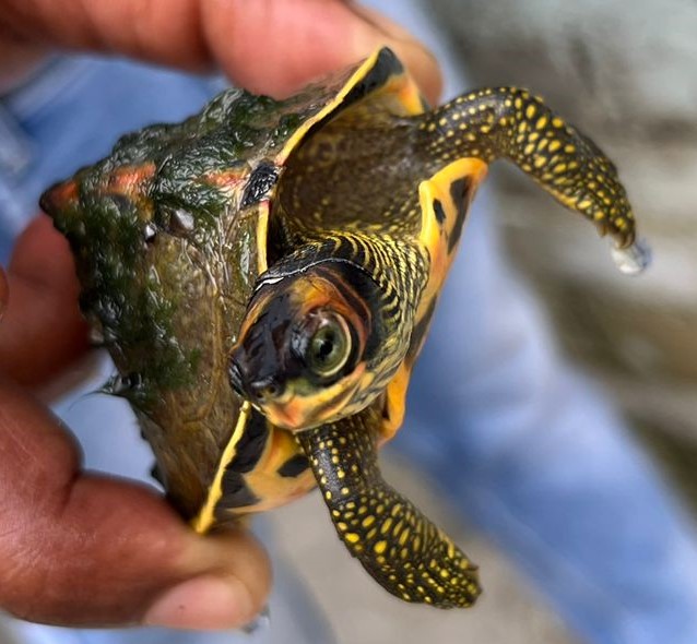 DDNewslive's tweet image. 🐢 #WildlifeRescue 🐢
Lucknow DRI saves the day! Acting on intelligence, 330 baby Indian Roofed Turtles &amp;amp; Indian Tent Turtles were rescued from illegal trading in Unnao, UP 
These protected species are facing threats from illegal trade &amp;amp; habitat degradation. 

#SaveTurtles