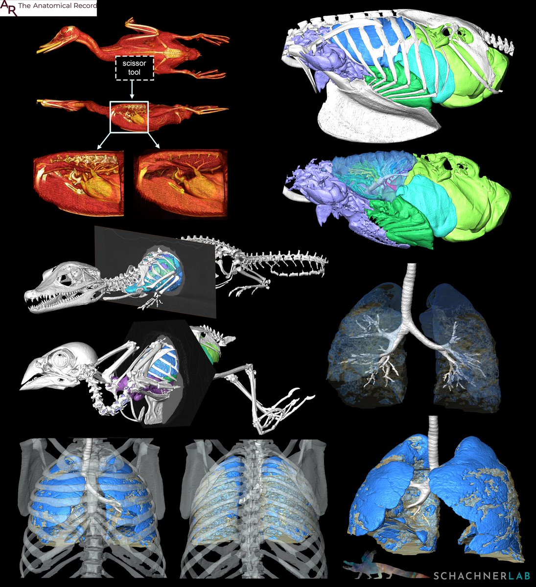 New collaborative hybrid review paper (old data/new data) out today in @AnatRecord with a diverse team looking at CT/microCT based segmentation of LUNGS in biology: evolution to medicine! The madness behind the methods. 🥳🫁🐊🦅 anatomypubs.onlinelibrary.wiley.com/doi/epdf/10.10…