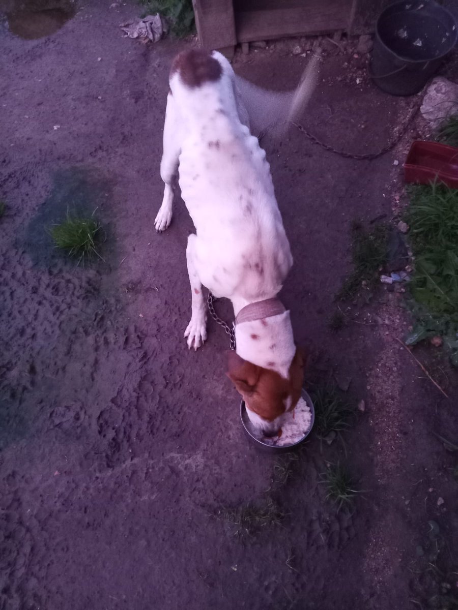 Me ayudan a encontrarle hogar a esta belleza? Es super cariñosa y necesita mucho amor
No merece vivir en esas condiciones🥹 Por favor RT. 🙏