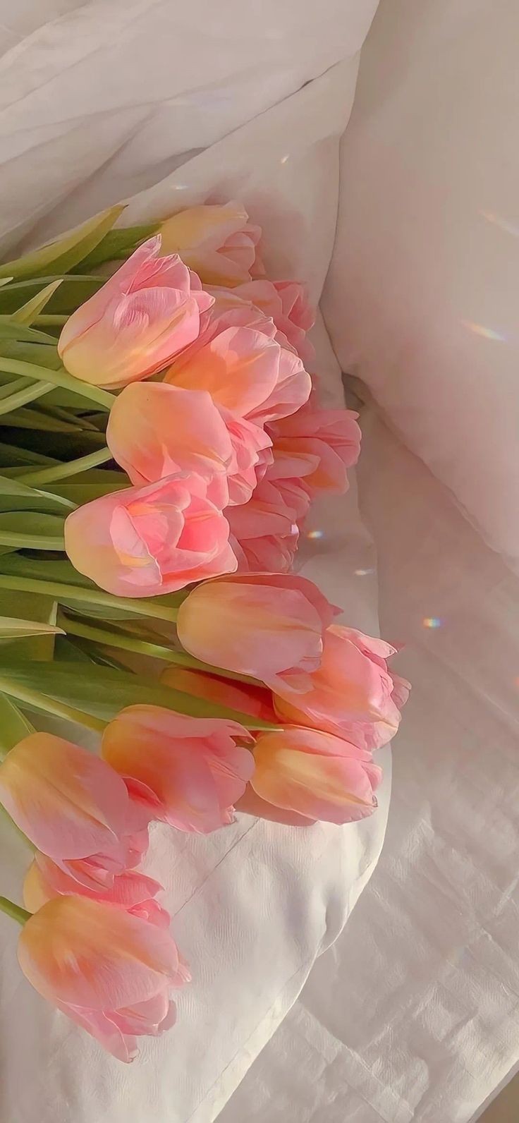 𝙀𝙭𝙪𝙡𝙖𝙣𝙨𝙞𝙨 on X: "pink tulips https://t.co/y7mCeT96Jr" / X