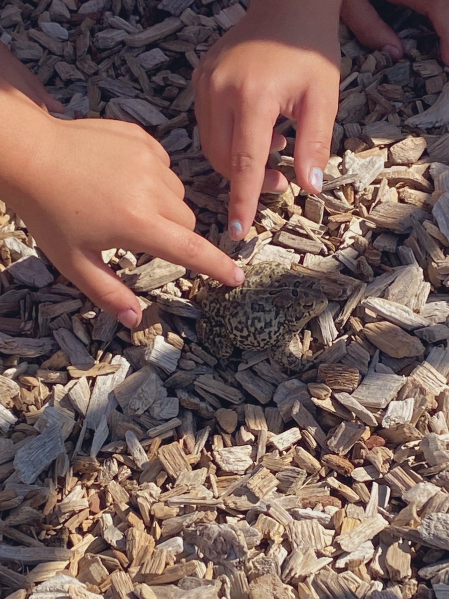 mrssummerss's tweet photo. we found a little friend at summer school today! 🐸 https://t.co/gf0Jh3Mm26