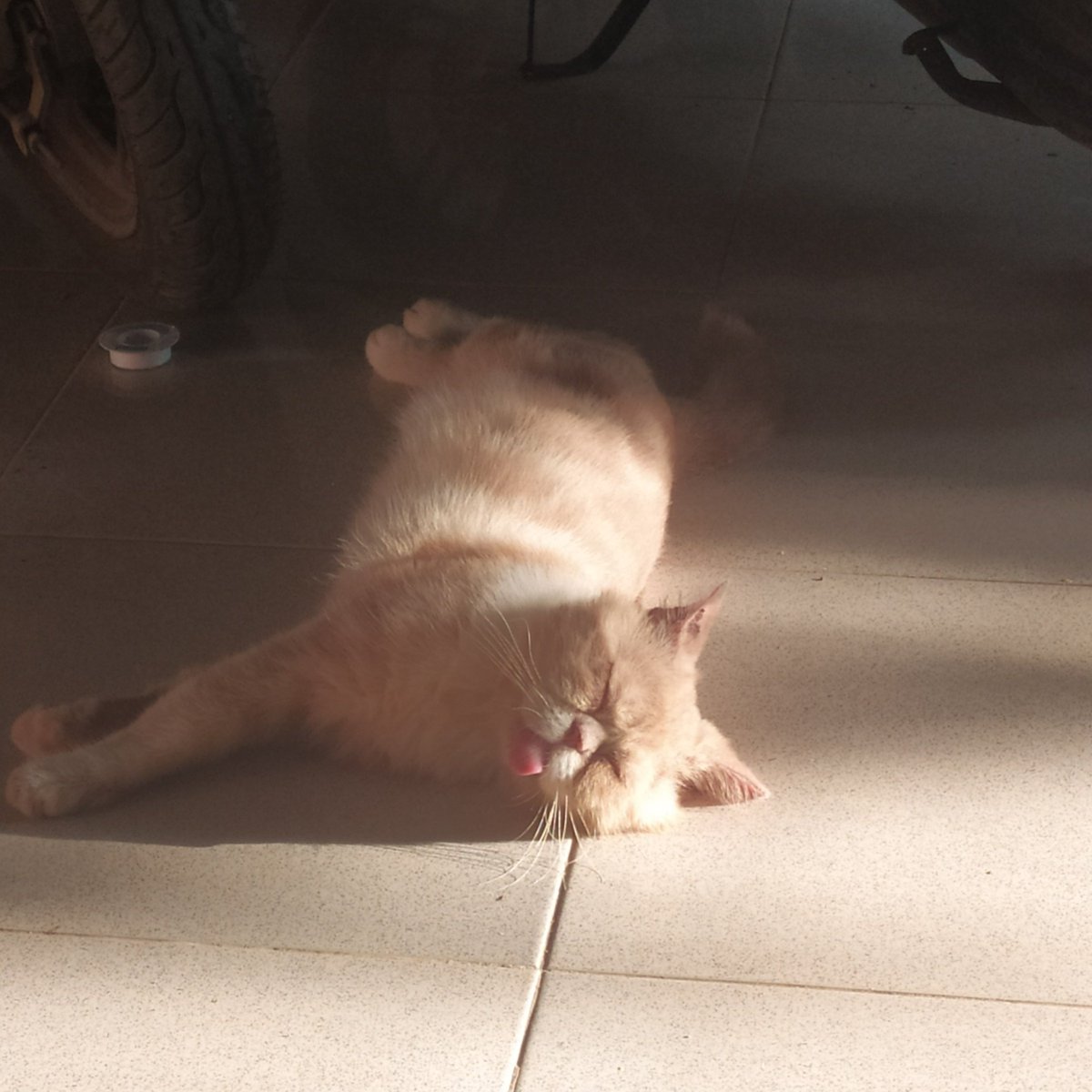 tealnmagenta's tweet photo. @weirdlilguys happy mlems day https://t.co/xOsslrJP7F