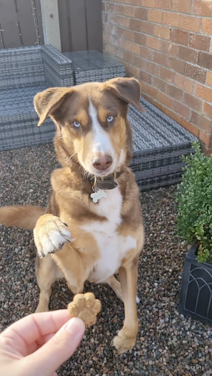 Frozzys for Dogs tweet media