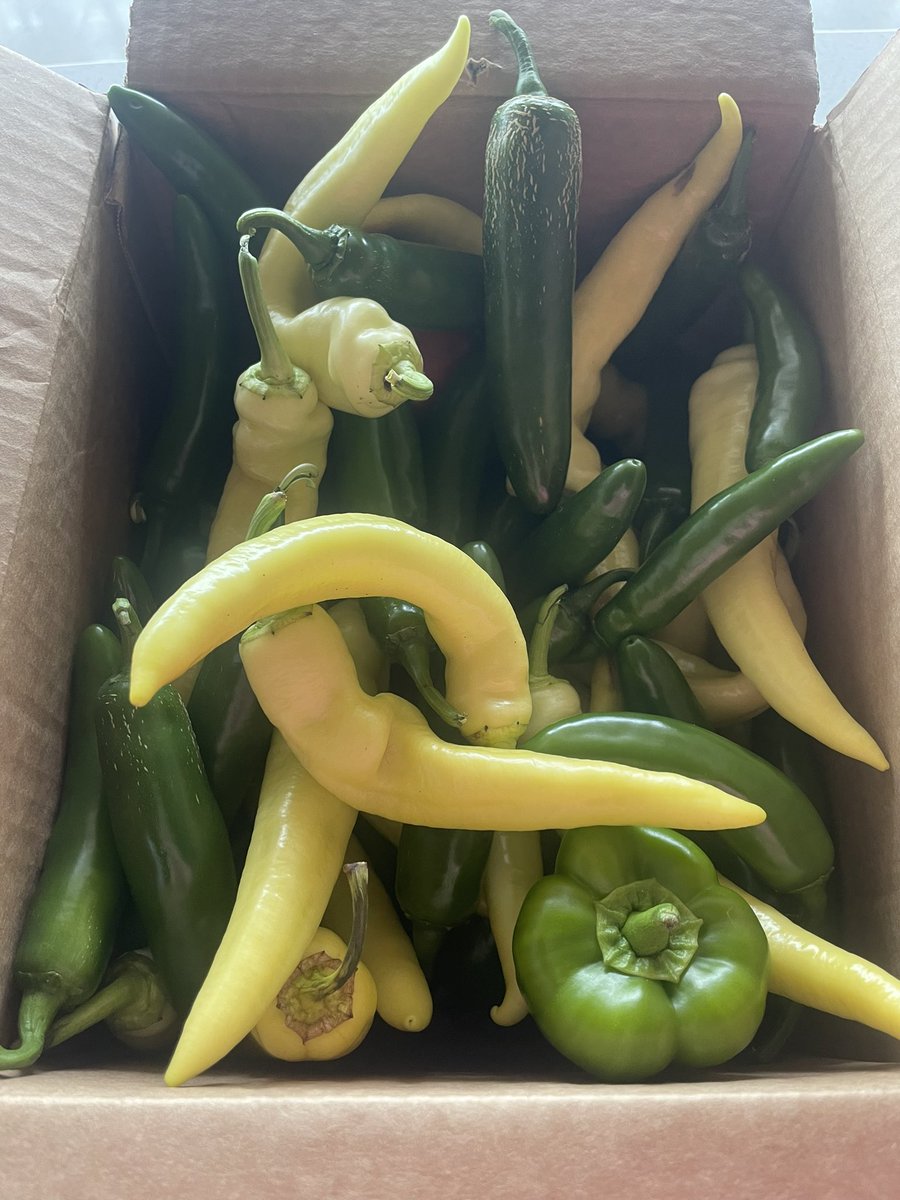 sarah_m_cochran's tweet photo. Excited to see some dying pepper plants in my field (Go #TeamPCap) but also excited for the happy peppers I get to take home 🫑🌶️ @QuesadaLabNCSU https://t.co/mkQe9AuVvI