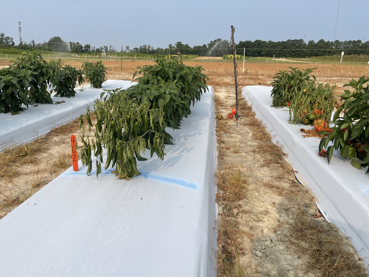 sarah_m_cochran's tweet photo. Excited to see some dying pepper plants in my field (Go #TeamPCap) but also excited for the happy peppers I get to take home 🫑🌶️ @QuesadaLabNCSU https://t.co/mkQe9AuVvI