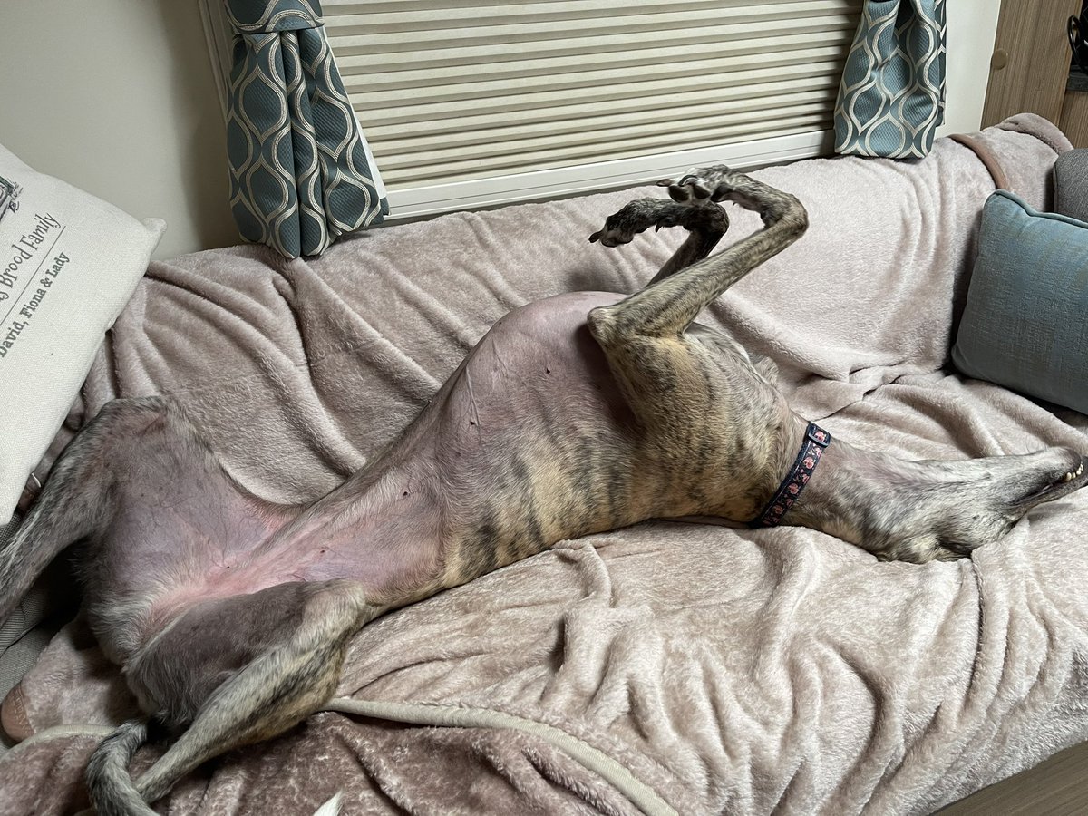 I’ve been on holidays with the Huuuumans.. this is me living my best life. Hope my pals are having as much fun as me #greyhound #dogsofinstagram #greyhoundsofinstagram #dogs #dogstragam #digsofinsta #dogslife #rescuedogsofinstagram #rescuegreyhound #sighthound #sighthounds