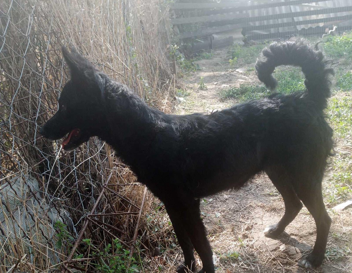 AdAstraRescue's tweet photo. Gabriella our little Pulin mix! This lovely girl is ready for adoption! Loves people and is friendly and affectionate. Would be best homed as an only dog or with a calm resident doggo. Get in touch for more! #adoptme #helppozegadogs #pulin #adoptdontshop #rescuedogs #rescue #home https://t.co/sYh8ZSks6I