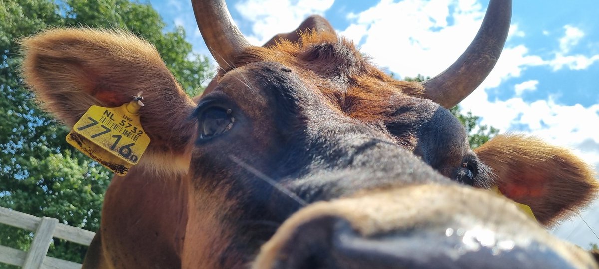 DenDoorn's tweet photo. Koe in zonnetje gezet #loonseendrunenseduinen #biologisch #biodiversiteit #kaatsheuvel https://t.co/97PBHytYi6