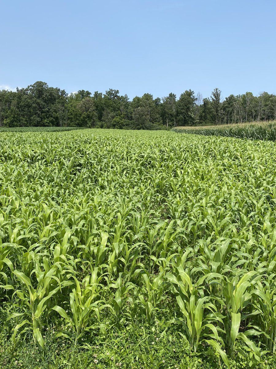 Jodi Letham tweet media