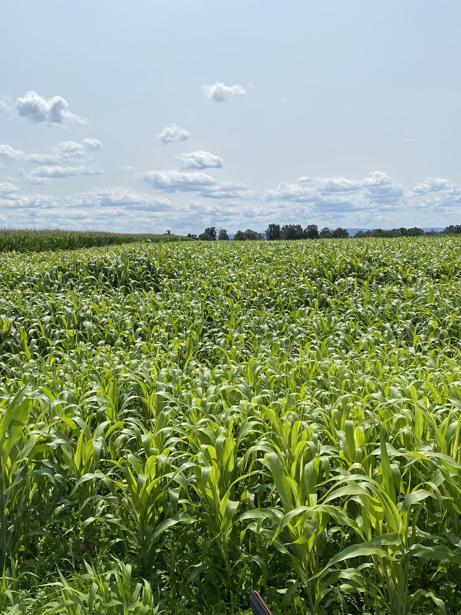 Jodi Letham tweet media