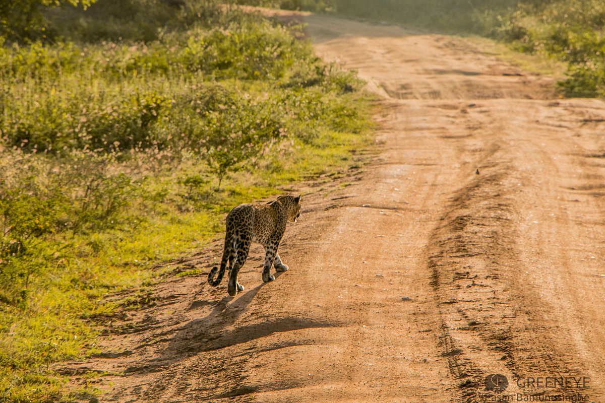 pasankb's tweet photo. Yala National Park in Sri Lanka is renowned for its diverse wildlife, including the elusive Sri Lankan leopard. These leopards are a unique subspecies and a top attraction for visitors seeking a glimpse of these majestic creatures in their natural habitat.  #SL #Travel #yala https://t.co/S7yHbThHBI