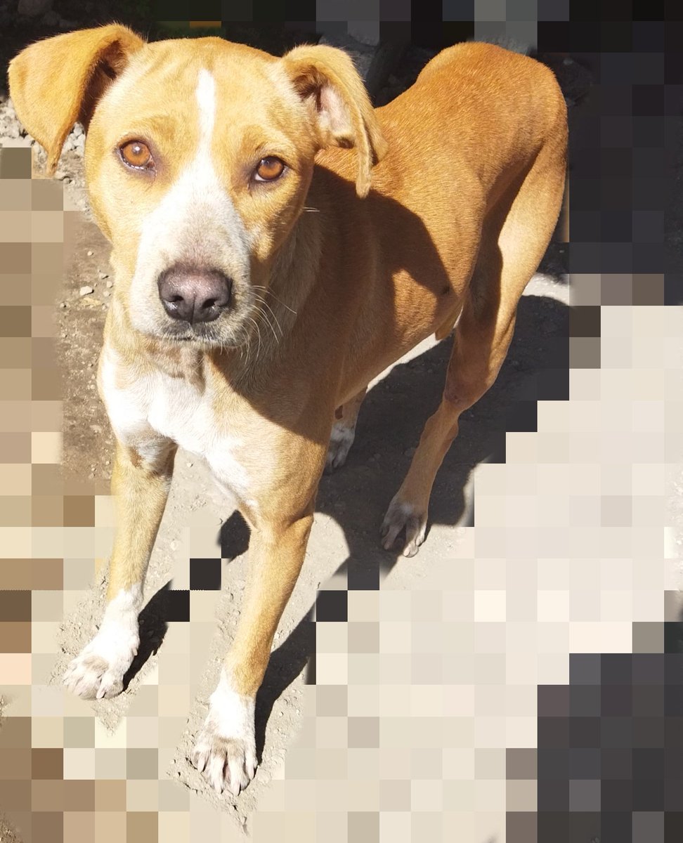 marianelabaca's tweet photo. Amigos, soy yo de nuevo. La verdad estoy publicando a todos los animalitos que tengo cerca, pero esta amiguita se ha vuelto prioridad. 
Tenemos una semana para encontrar hogar temporal, pues la señora que la trajo ya no la quiere, así nada más piensa regresarla al https://t.co/3vYzFtcUm2
