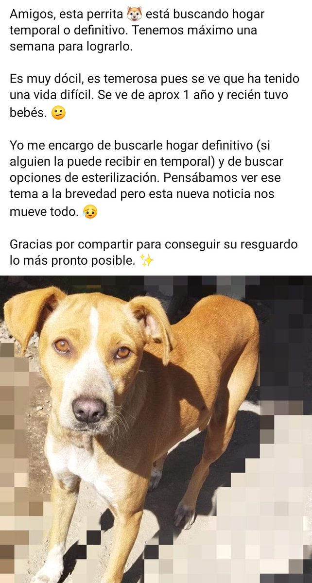 marianelabaca's tweet photo. Infierno de donde la sacó: la tenían amarrada. No sé qué tienen en la cabeza, pero fue un avance negociar con ella el yo buscarle casa pero tengo una semana. RT infinito para lograrlo. 🤞🏼✨ https://t.co/KCiAi8jBBv