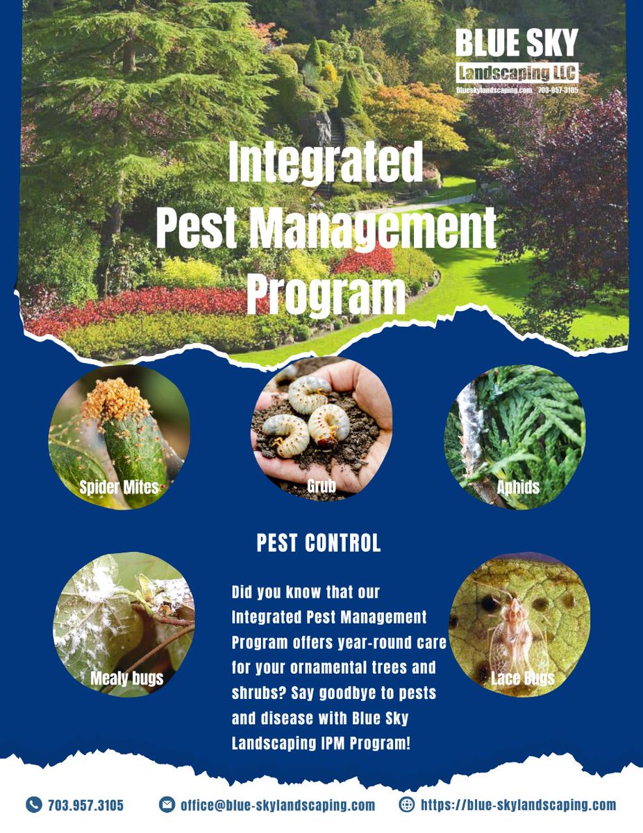 BlueSkyLScaping's tweet photo. Don't let pests and diseases destroy your beautiful landscape. Blue Sky Landscaping's IPM Program offers effective solutions to keep your trees and shrubs healthy and thriving.
https://t.co/jArE8EK6zB
#Pestcontrol #LandscapeSolutions #HealthyLiving https://t.co/kisdSxh84Z