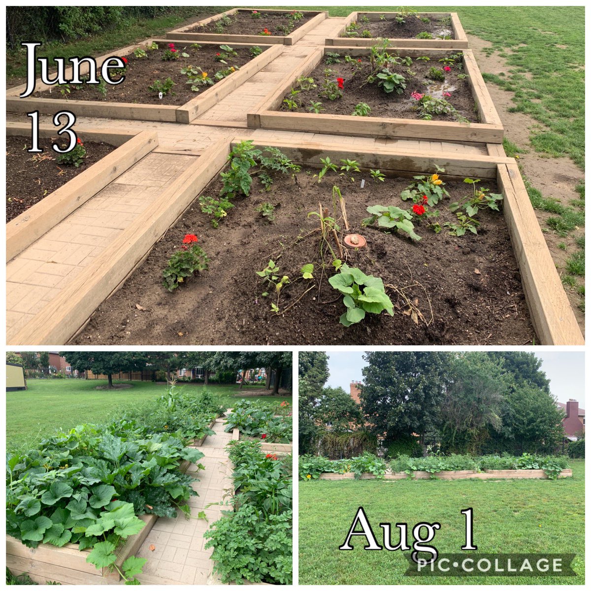 Mr. Uriarte (@mruriarte) on Twitter photo WOW ! What a great summer for a garden!! It’s overflowing. Nice to see the community has been taking care of it & enjoying its harvest. The front naturalize garden has really popped with colours too. Come September the kids will love it! <a href="/PDSB_eco/">Peel EcoSchools</a> #Sustainability #Waterday WOW ! What a great summer for a garden!! It’s overflowing. Nice to see the community has been taking care of it & enjoying its harvest. The front naturalize garden has really popped with colours too. Come September the kids will love it! <a href="/PDSB_eco/">Peel EcoSchools</a> #Sustainability #Waterday