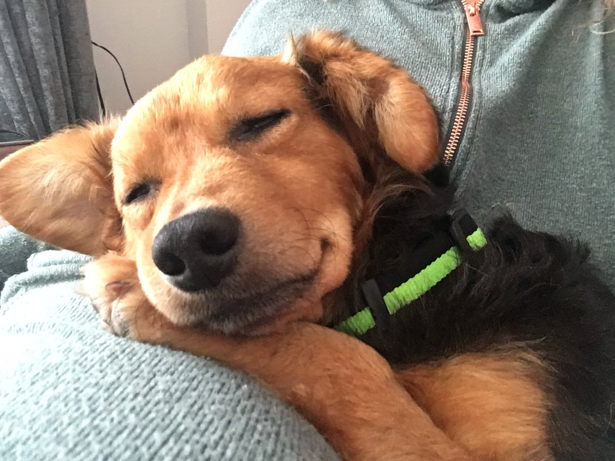 Alison smith tweet media