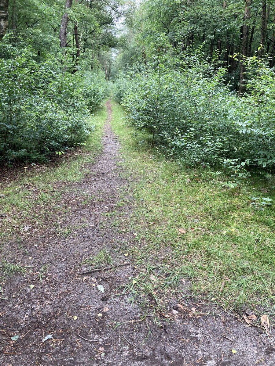 Ik kom al heel lang regelmatig in #Otterlo. Ik heb de #AmerikaanseVogelkers zien oprukken. De laatste 2 jaar ging het heel hard. Vooral het bos bij #Roekel groeit bijna dicht ⁦<a href="/EdeStad/">EdeStad.nl</a>⁩