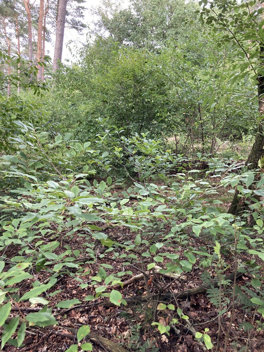 MarcelineWiener's tweet photo. Ik kom al heel lang regelmatig in #Otterlo. Ik heb de #AmerikaanseVogelkers zien oprukken. De laatste 2 jaar ging het heel hard. Vooral het bos bij #Roekel groeit bijna dicht ⁦@EdeStad⁩ https://t.co/CzF6XCOAfb
