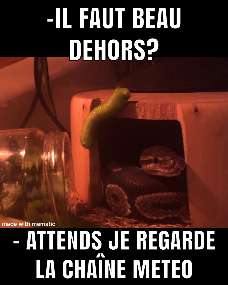 asperitae's tweet image. #CloseEncountersoftheThirdKind
#Ballpython
#pythonroyal
#caterpillar