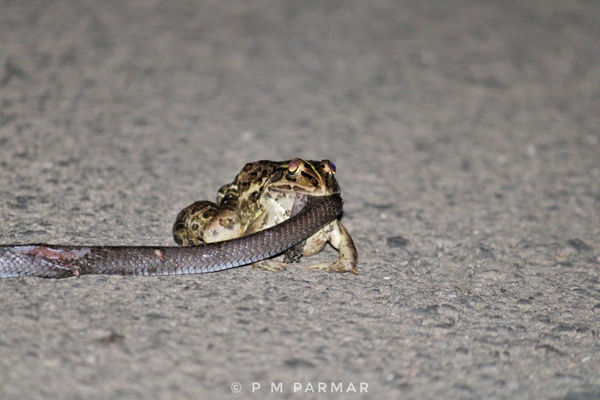 I will win
Not immediately, but
definitely.

#cobra #kill by #bullfrog

#Amazing #wildlife #wildlifeconservation #wildlifephotography #NaturePhotography
#nif #animal #environnement
#bbc #bbcnews