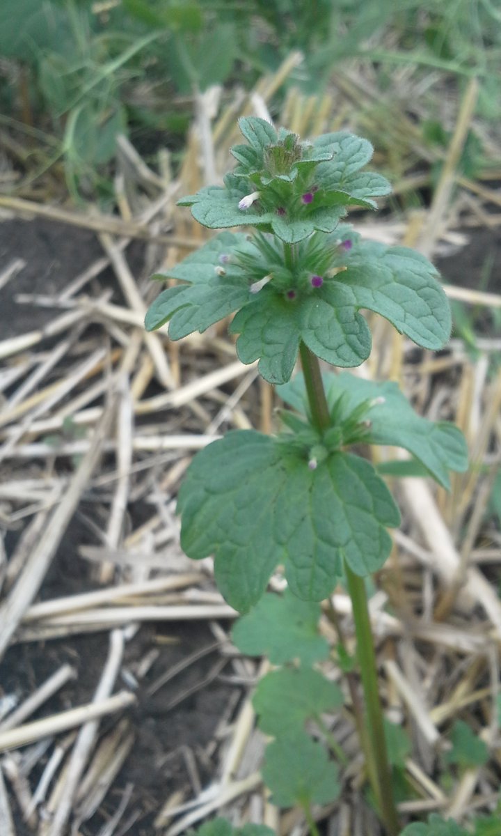 Breanne Tidemann tweet media