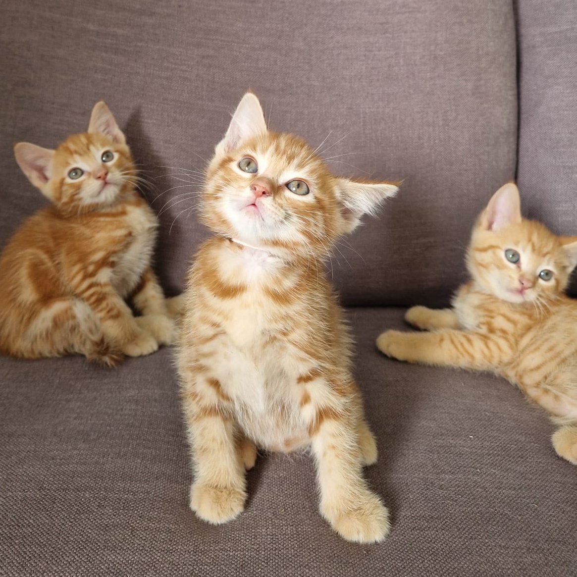 UBCIDEALab's tweet image. 🎥🐱 Capturing Kittens for our VR Project!  Residents will love these adorable furballs! 😍 Our goal is to evoke positive memories and emotions, creating a calming and relaxing experience for everyone. 🐾 #VRProject #KittenLove #PositiveVibes #CalmingEffect #AdorableAnimals