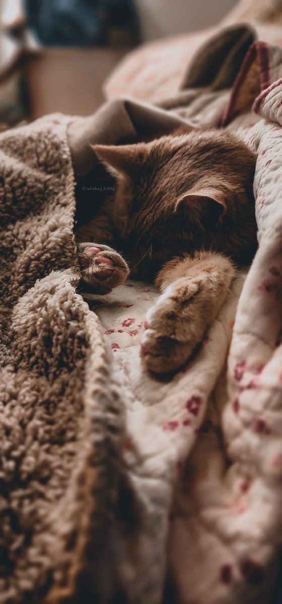 🧡 

#CatsOfTwitter #catsofinstagram #CatsofTwittter