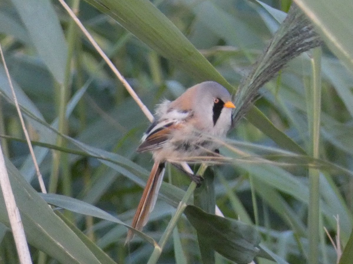 Baardmannetje, Roggebotsveld.