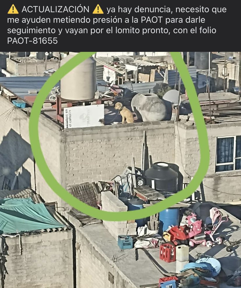 cEdithq's tweet photo. @PAOTmx @gatitosasalvo Estos perritos necesitan ayuda parece que son 3 ya tienen denuncia y hogar, AYUDA !! 
Folio 81655 https://t.co/gktQVIms2w