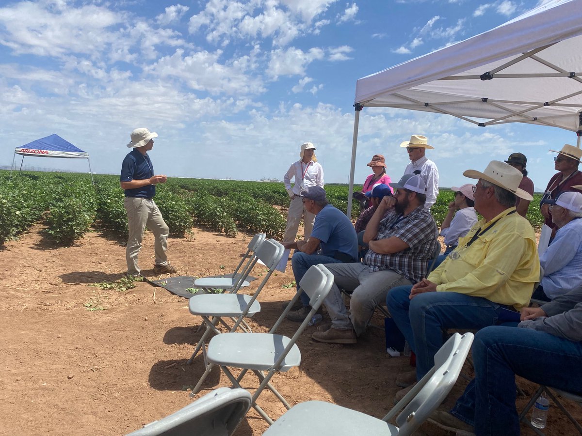 DwaineEddie's tweet photo. Enjoyed Arizona’s cotton IPM field day at Maricopa led by Dr. Peter Ellsworth. Dr. Scott Graham did a great job giving a presentation on cotton insect management in Alabama. Scott and PHD student Caitlyn Lawton (left photo). Peter in bottom right. Scott in top right. https://t.co/CuyNFNyeTR