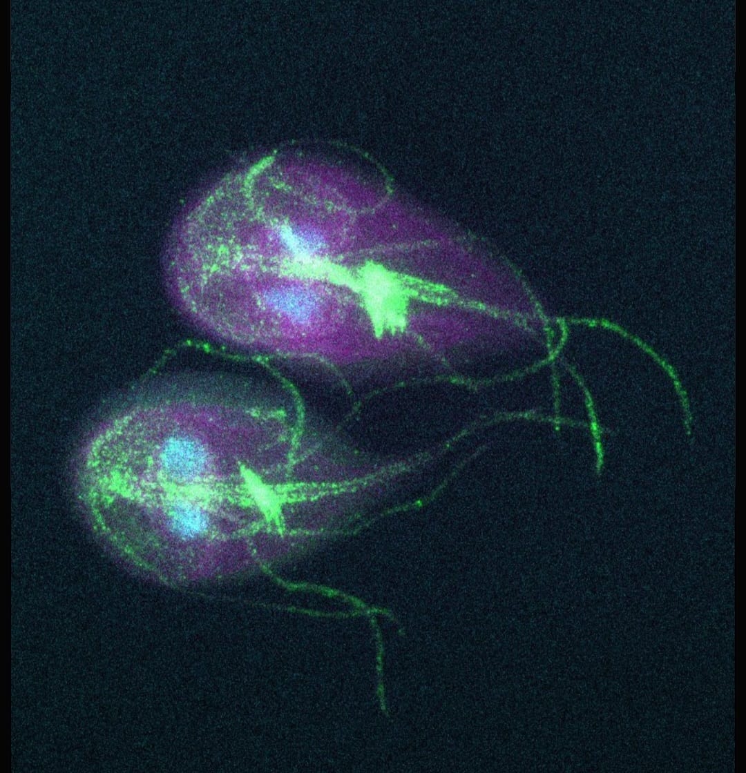 MBLBoP's tweet photo. When Immunology is not enough - we (@couble_justine and @AnnikaBinder1) had so much fun exploring how to expand Giardia in our side project! Big big thanks to @ScottCDawson for teaching us how to handle Giardia. It was so much fun! https://t.co/ZGSSpQ6R5t