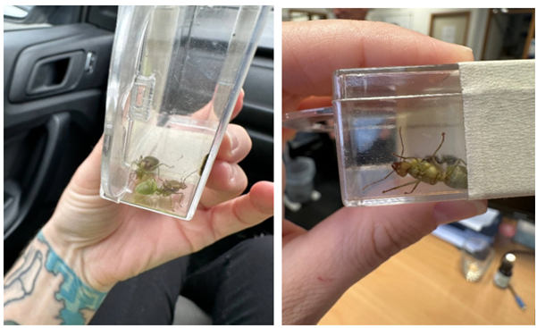 KVHNZ's tweet photo. A big shoutout from us to the Accredited Person (AP) at the Port of Tauranga who detected two live queen tree ants on a sea container from Malaysia. They were in a power cable plug and were huge – about 20-25mm long! All the details here: https://t.co/MmL7mKR3iV https://t.co/HvtYizrFJv