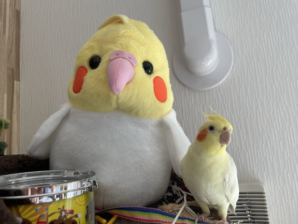 レーシックを考えていて、検査のためにしばらくメガネっ子でござる。
見えない状態でのメイクは初めてだ…困った

おはぎのメイク技術が欲しい