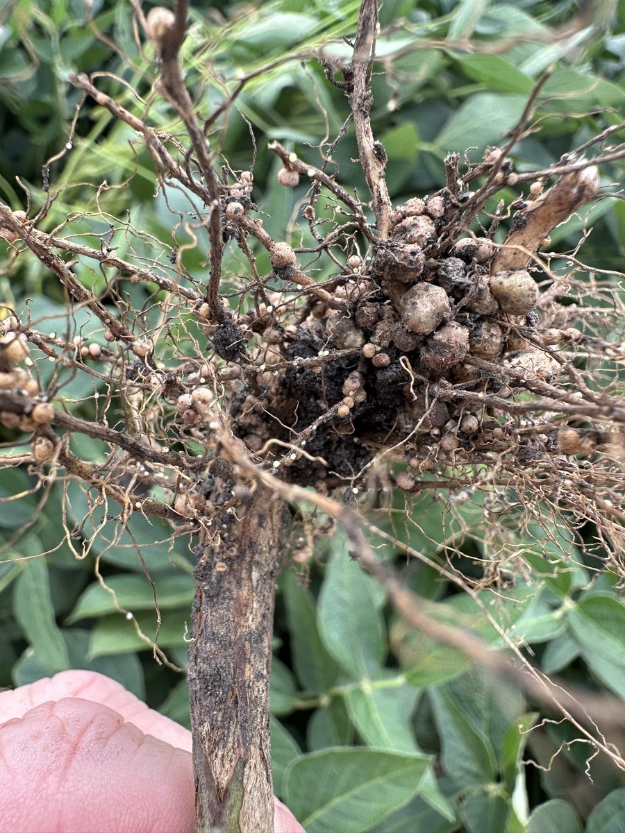 Bean_Dork's tweet photo. Today a grower called to look at a few fields to see what else could be done late season to finish yields. When we arrived at the last field and I dug a plant, my first words were “Holy $%?¥!” He said, “that good?!?!” Ummmmm NO! This is the worst SCN I have ever seen! https://t.co/EBYdL4xzgF