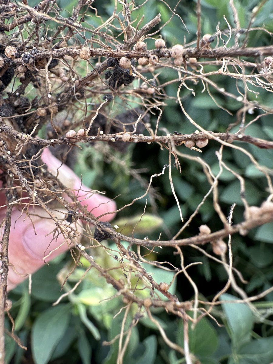 Bean_Dork's tweet photo. Today a grower called to look at a few fields to see what else could be done late season to finish yields. When we arrived at the last field and I dug a plant, my first words were “Holy $%?¥!” He said, “that good?!?!” Ummmmm NO! This is the worst SCN I have ever seen! https://t.co/EBYdL4xzgF