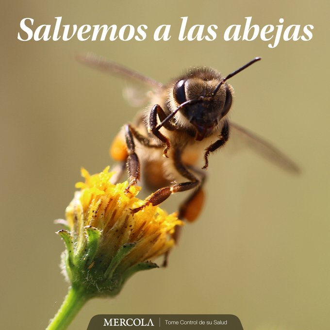 ignaziololo1's tweet photo. Se reduce la población de abejas y con ello el suministro de alimentos y la esperanza de vida de los humanos.
LAS RADIACIONES ELECTROMAGNÉTICAS LAS DESORIENTAN E INTERRUMPE LA POLINIZACIÓN. EL CICLO DE LA VIDA ESTÁ EN TERAPIA INTENSIVA. https://t.co/aVdYyNXQVj