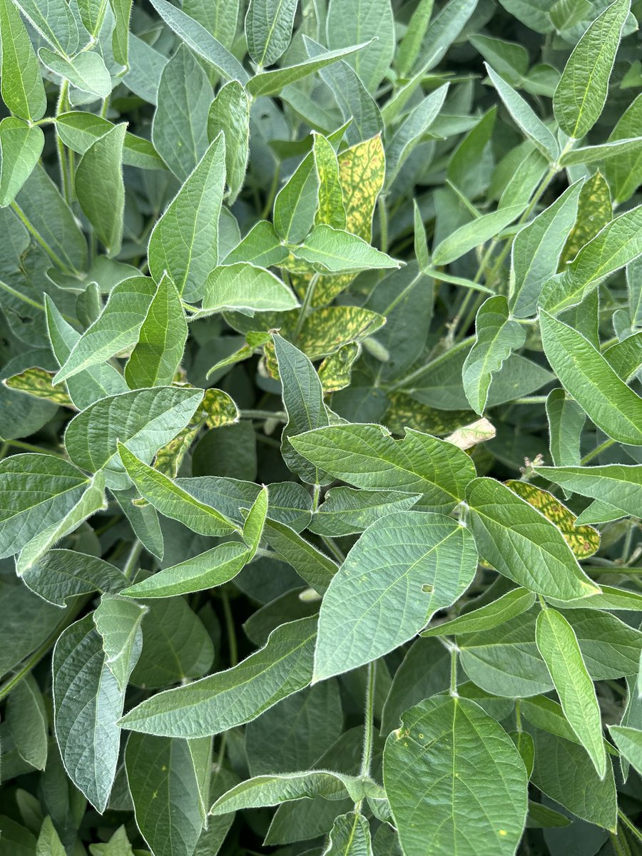 Bean_Dork's tweet photo. 3 out of 4 fields today that I walked had visible SDS. None had a seed treatment for SDS. 
#saltro https://t.co/RGKWEejsyn