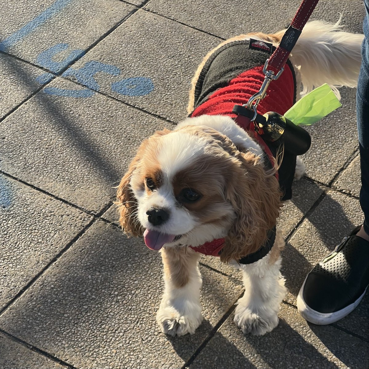 twogirlsfalling's tweet photo. I saw a cutie on my walk today! ❤️ https://t.co/yoH6Zu1mis